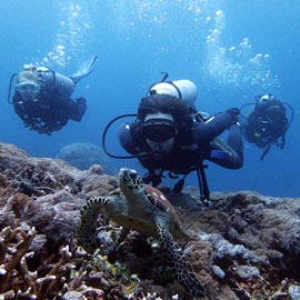 Day Diving Trips A group of scuba enjoying their day diving trips in Bali while looking at the turtle in a current