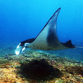 Manta Graceful Manta ray gliding over the colourful coral reef, capture on one of ours Bali diving packages