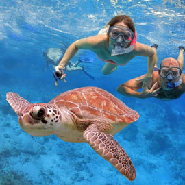 Snorkelling-trips Excited snorkelers cutting the azure ocean surface and following a curious turtle
