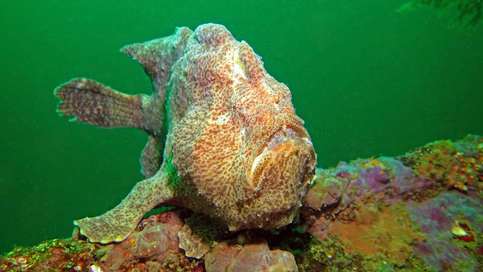 giant frog fish with its mouth slightly open seated comfortably on the bottom in Padangbai