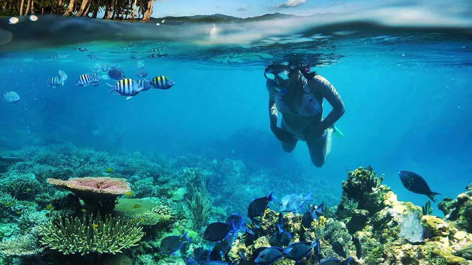pretty girl snorkelling just above the stunning coral reef entertained by a school of sergeant fish