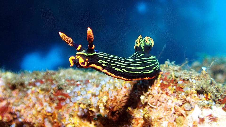 green and orange sea slug also known as nudibranch heading of his usual path into the blue