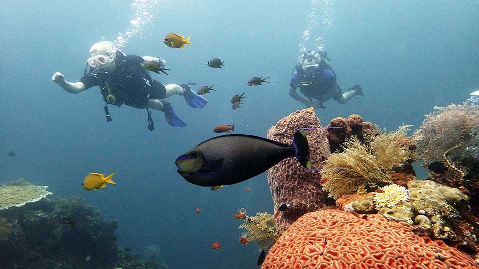 scuba divers following a fish on a coral reef, trying to hide in an anemone